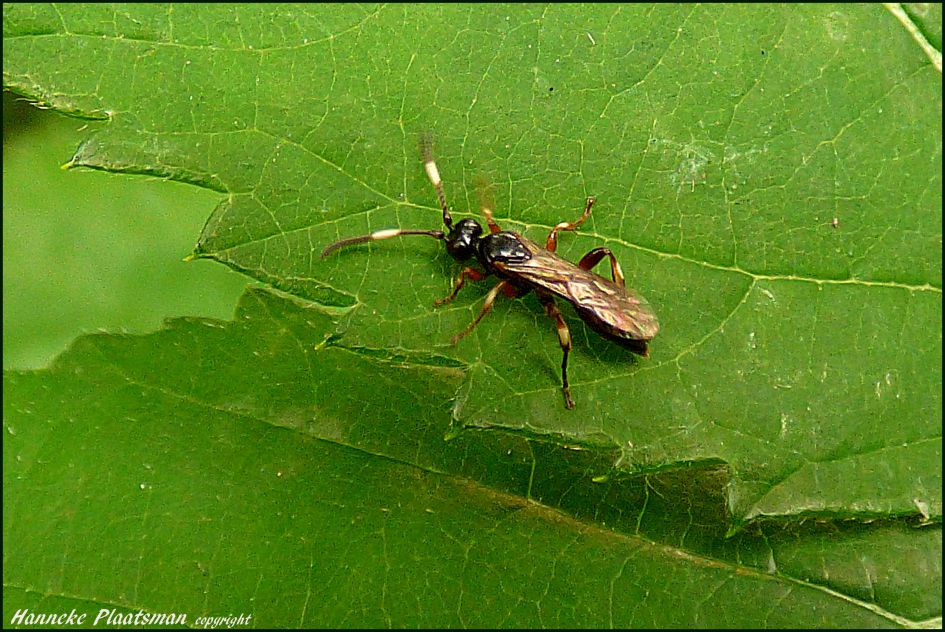 Goudkleurig minivliegje